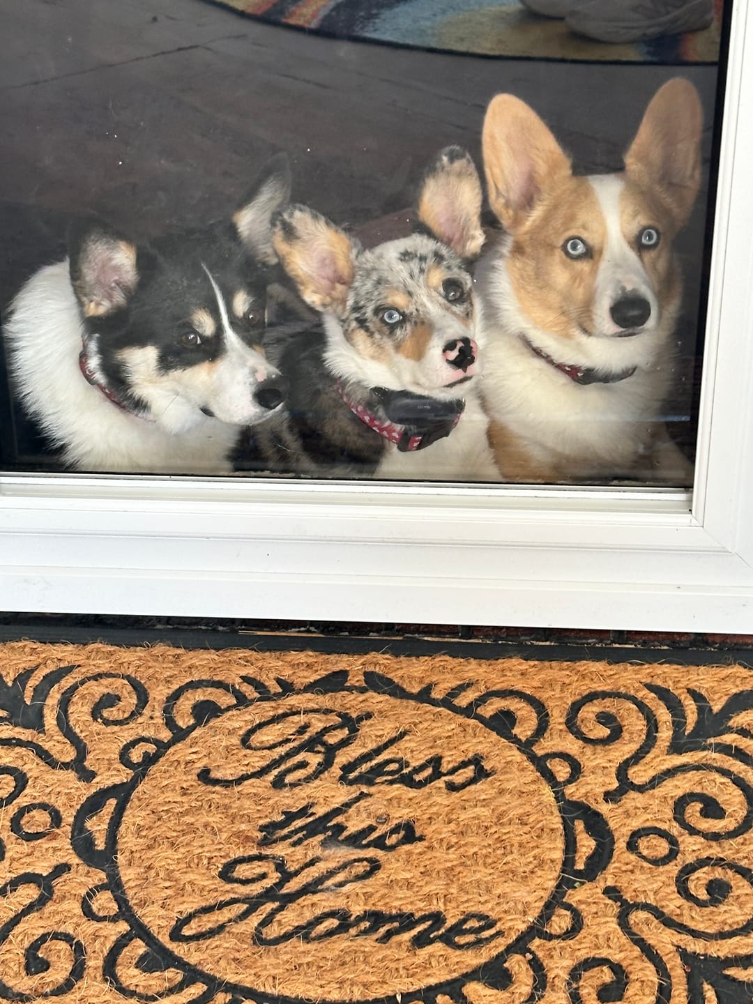 Customer photo review of 12 Inch Jumbo Bully Stick