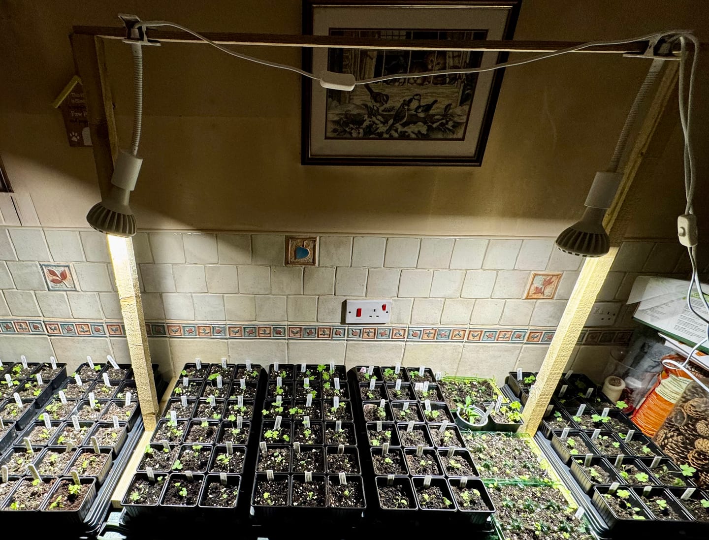 Customer photo review of Pianta Grow Light and Stelo Clip-On Bulb Holder Bundle
