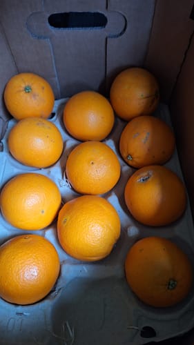 Ein Kunde zeigt die gelieferten Bio-Navel-Orangen im offenen Versandkarton.