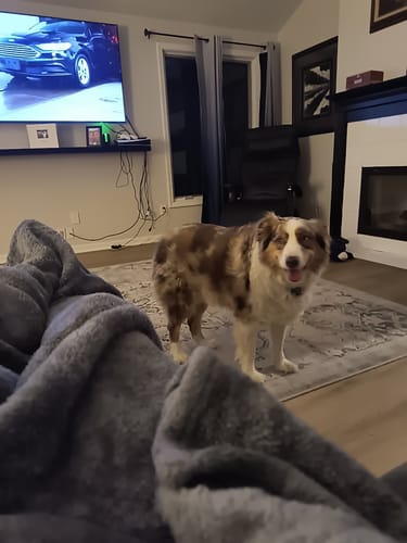 Customer photo review of Iron Paws Daily Human-Grade Superfood For Dogs