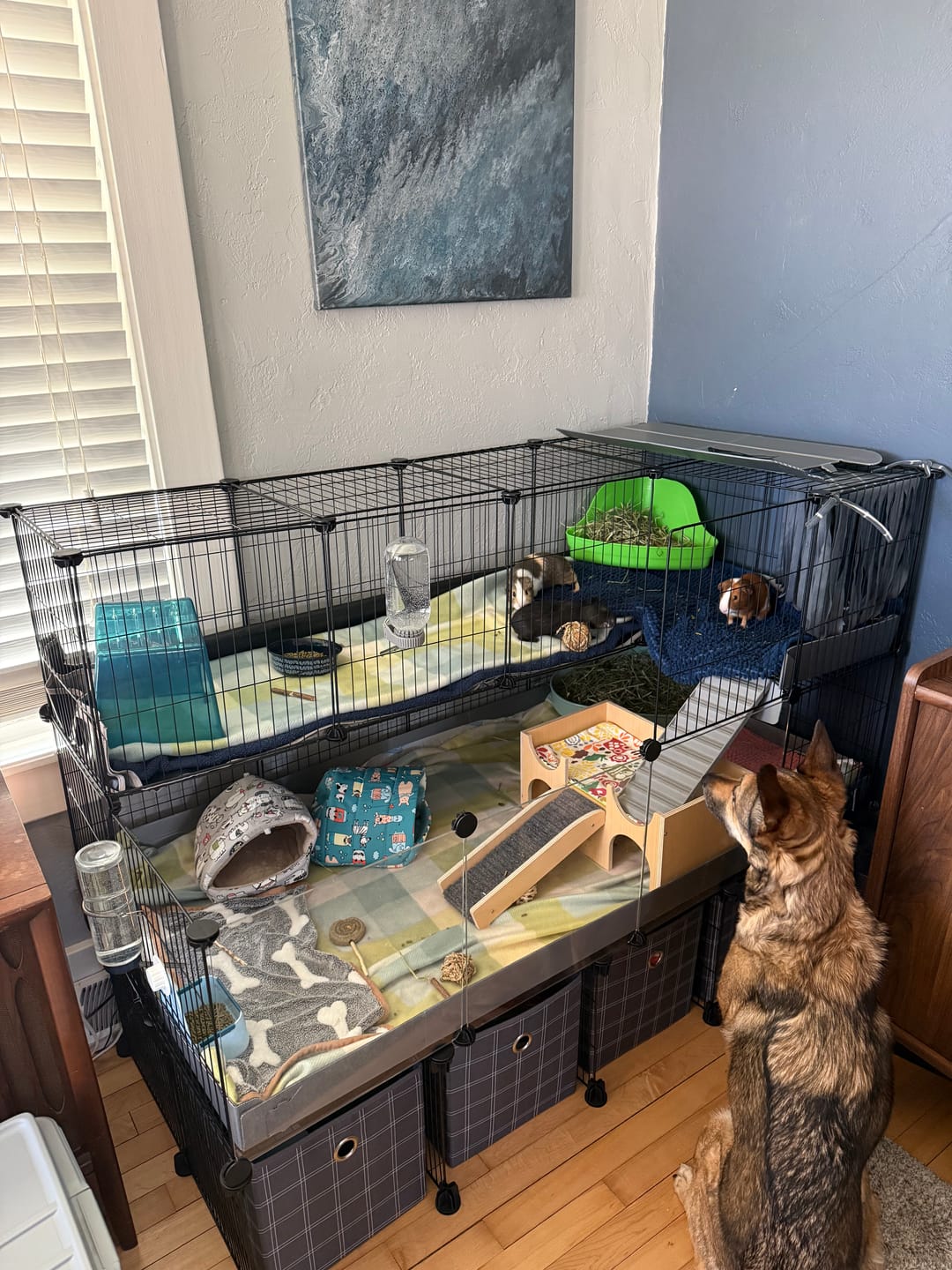 Customer photo review of 4x2 C&C Guinea Pig Cage with Loft & Stand