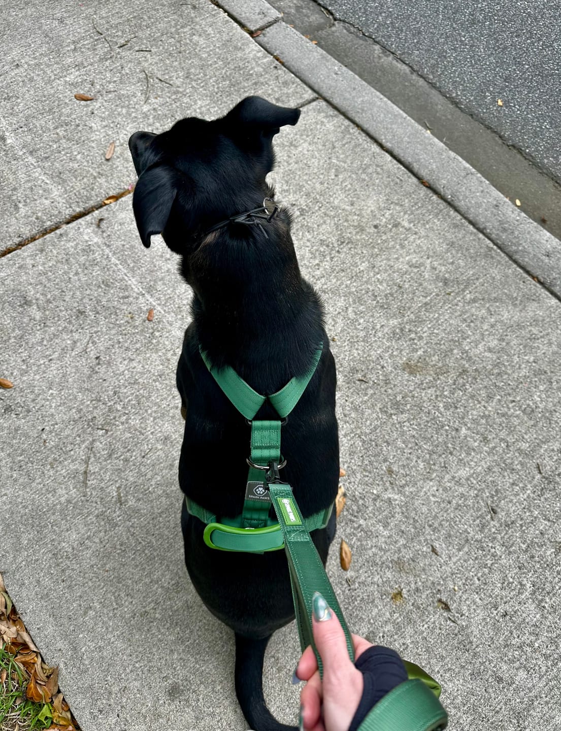 Customer photo review of Multipurpose Seatbelt Handsfree Leash & Poop Bag Holder Set - Army Green