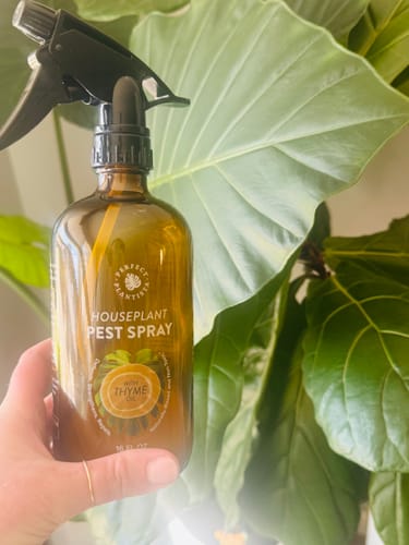 Reviewer's hand holding the amber Houseplant Pest Spray bottle in front of a large green plant leaf.