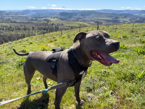 Customer photo review of No Pull Bully Proof Harness
