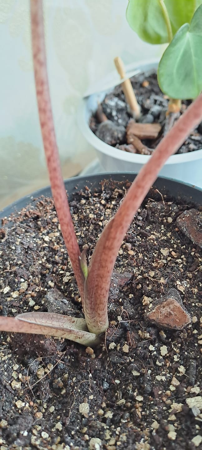 Customer photo review of Alocasia Mix