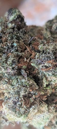 Customer photo review of Gary Payton