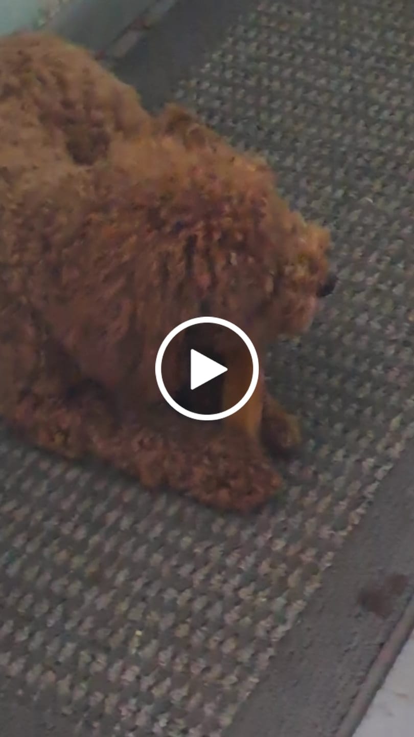 Customer video review of Himalayan Yak Cheese Chew Dog Treat