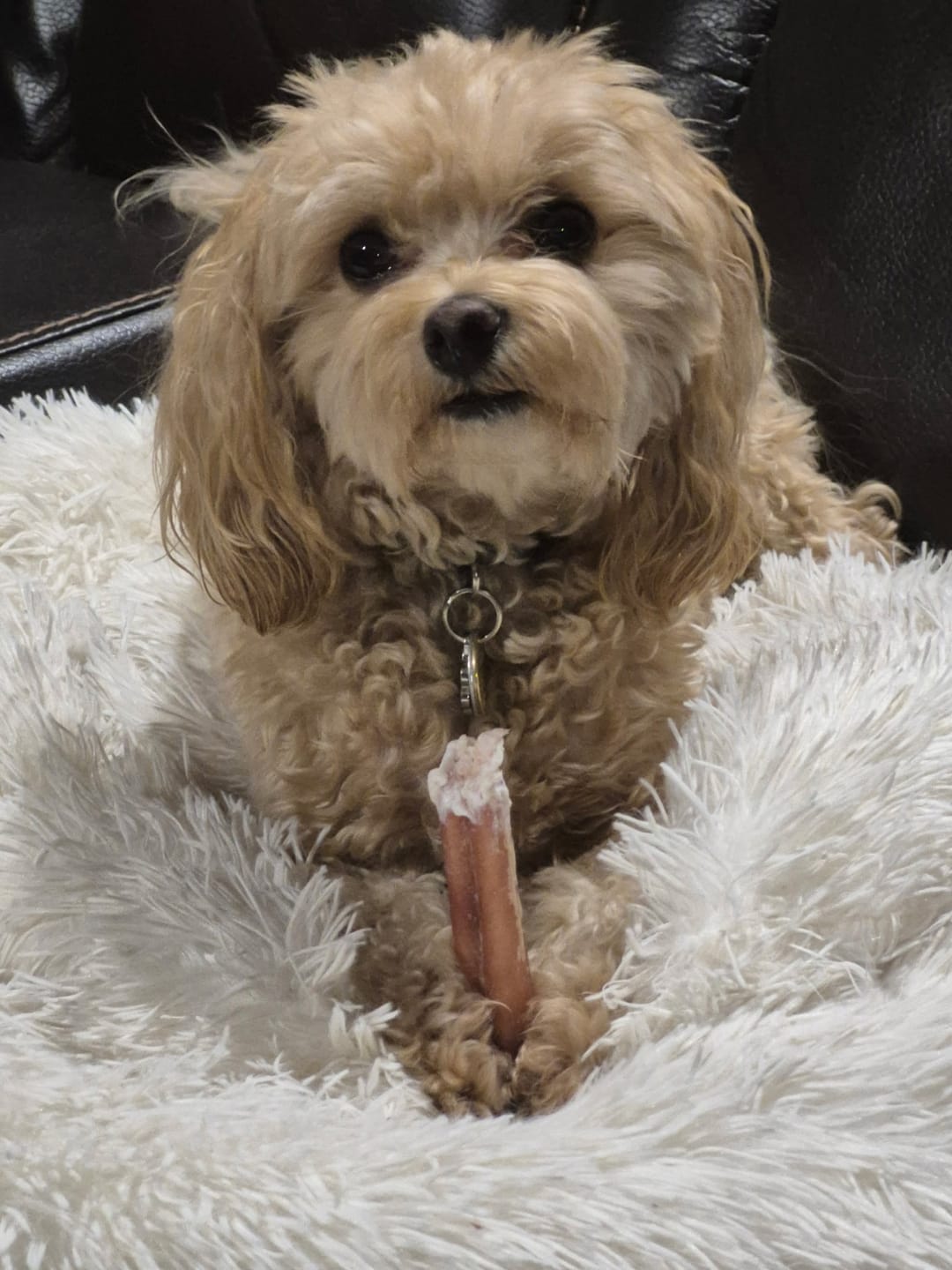 Customer photo review of 6 Inch Standard Bully Stick