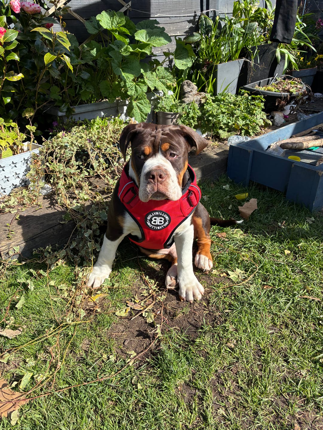 Customer photo review of Comfort Premium Harness | Non Restrictive - Red
