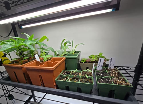 Customer's Seed Starting Kit pots in terracotta and green, filled with seedlings on a tray under a grow light.