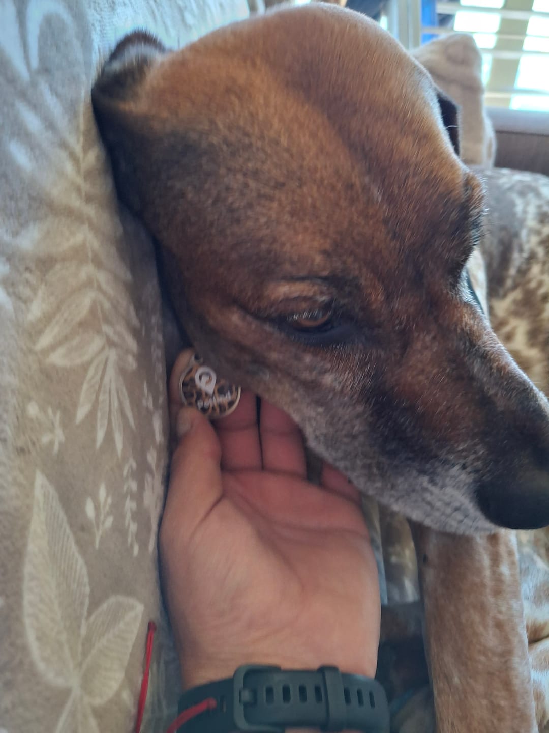 Customer photo review of Placa Animal Print