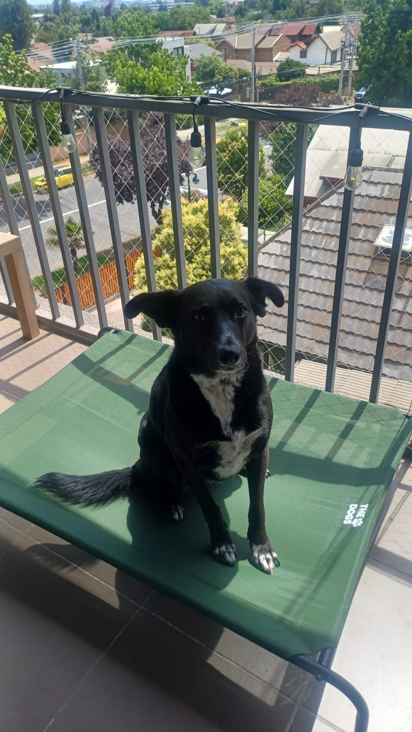 Customer photo review of Cama Elevada THE DOGS: Frescura y Ventilación