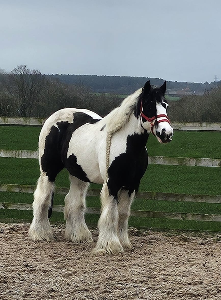Customer photo review of Horse nutrition