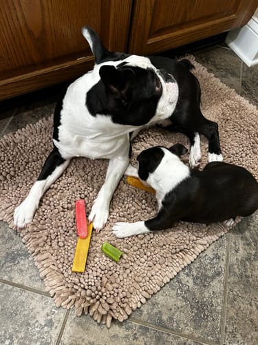 Customer's two dogs on a rug with several colorful Long-Lasting Yak Chews, with one dog actively chewing one.