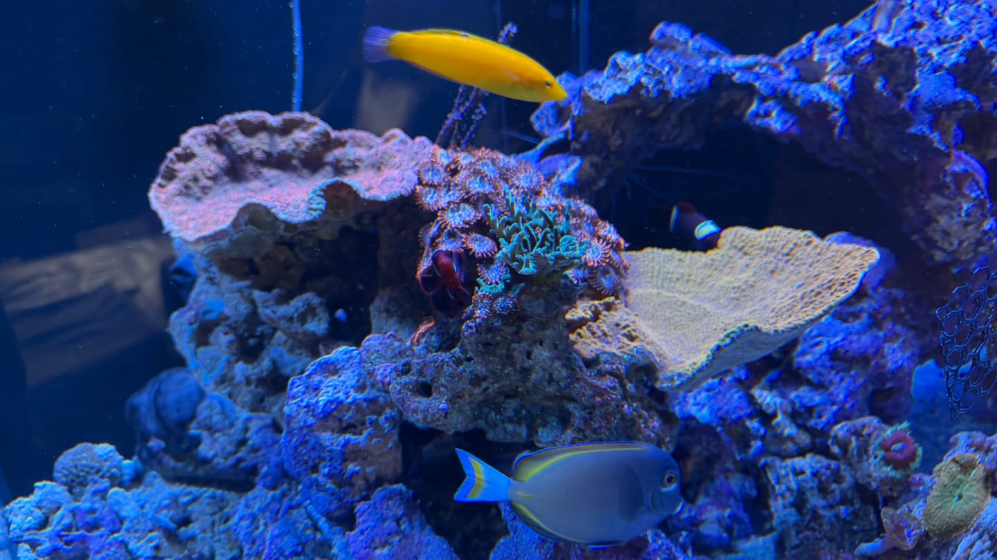 Customer photo review of Armatus 500 XD weiß Meerwasseraquarium