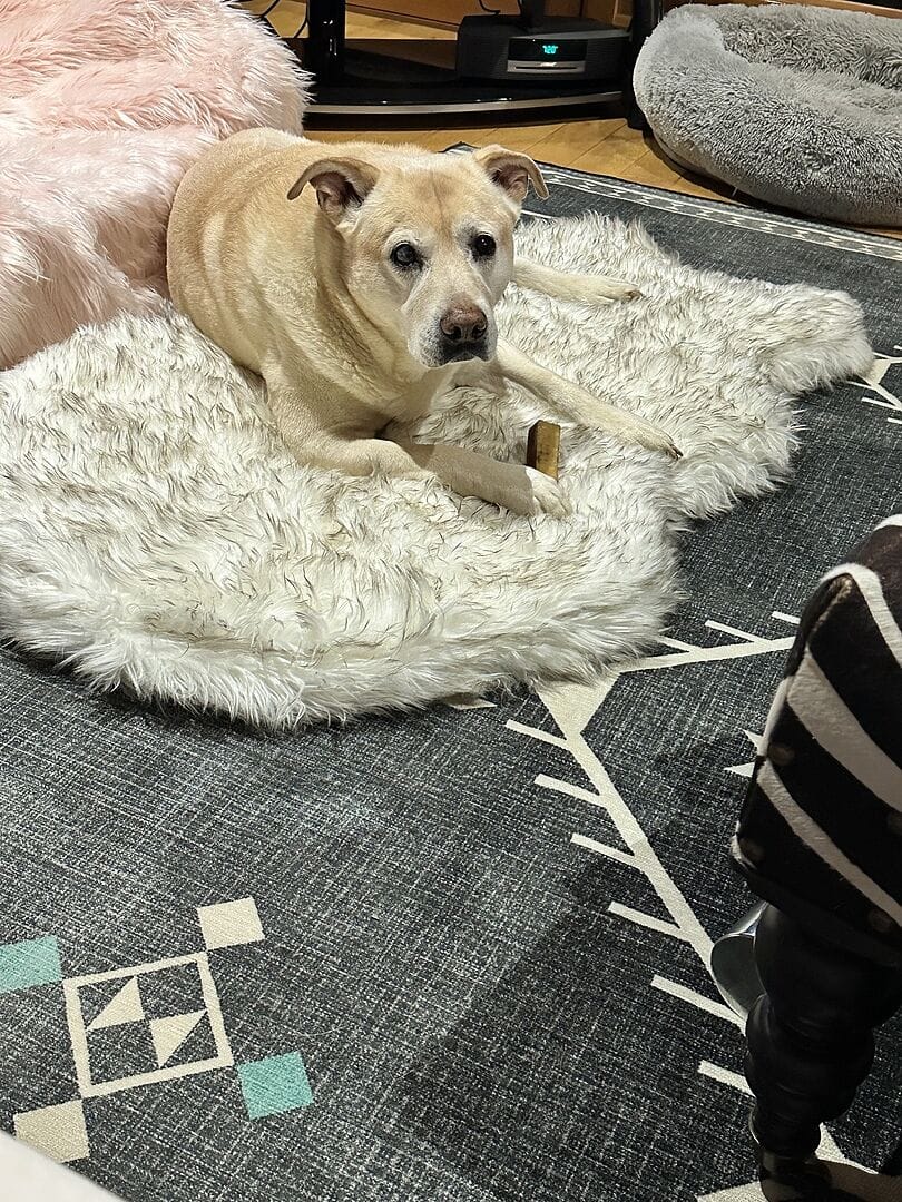 Customer photo review of Faux Fur Orthopedic Pup Rug - Curve White with Brown Accents