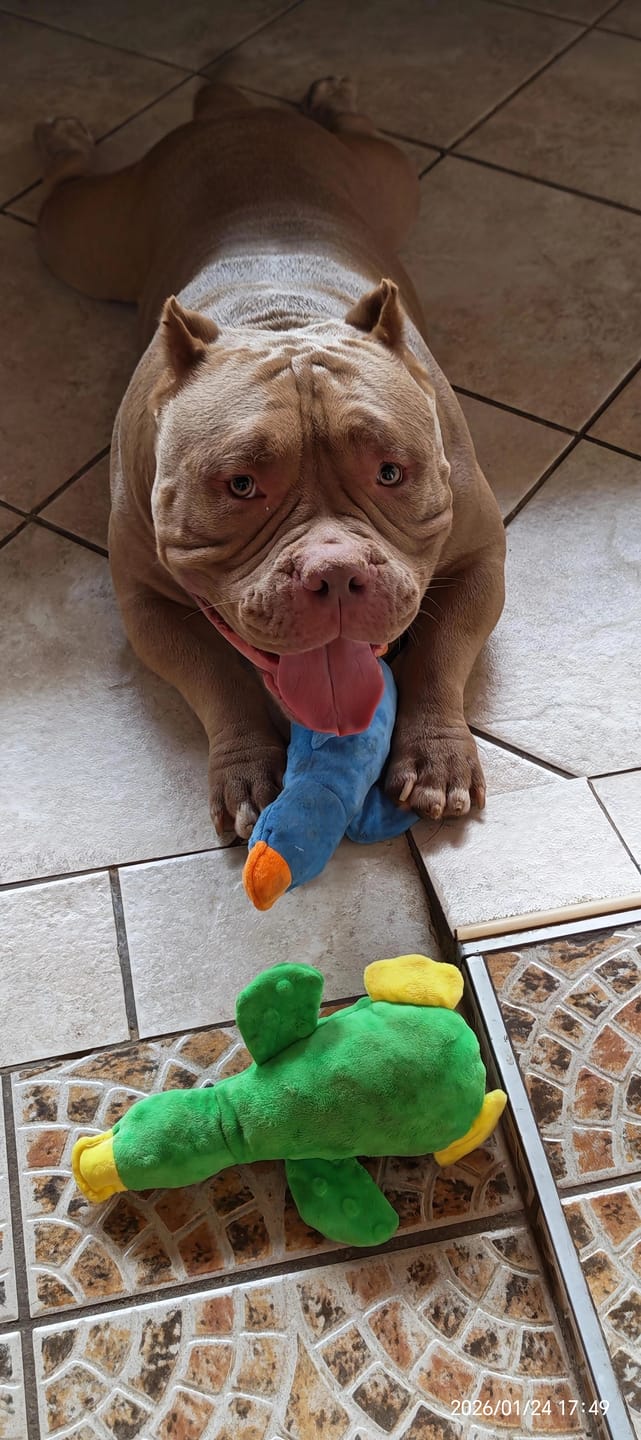 Customer photo review of FlexCare (Joint & Movement Support For Dogs)
