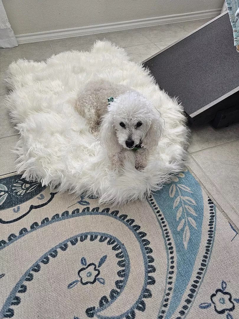 Customer photo review of Faux Fur Orthopedic Pup Rug - Curve White with Brown Accents
