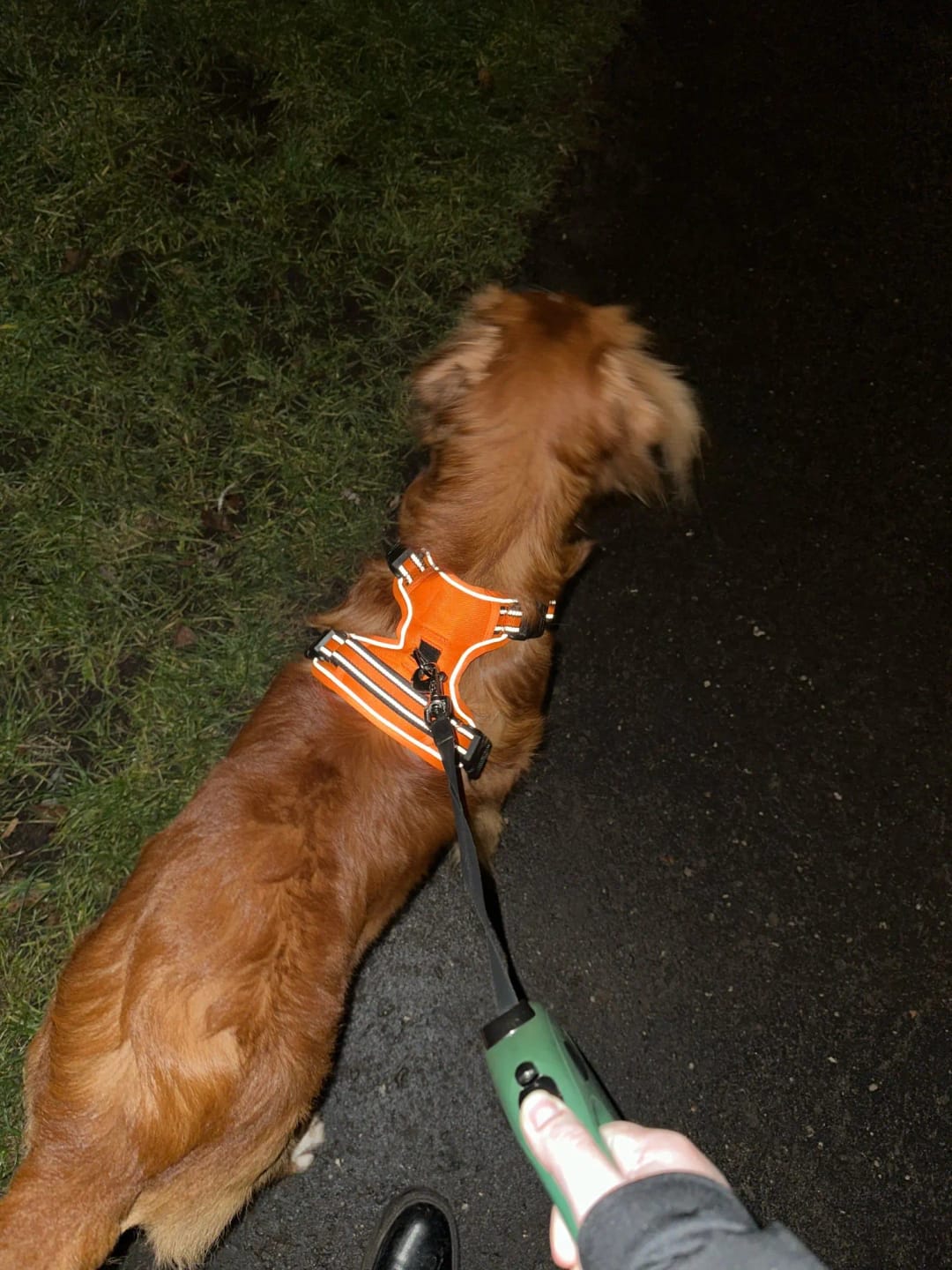 Customer photo review of TruePet Anti-Zug Hundegeschirr | No-Pull mit Front-D-Ring (Zinklegierung) | Air-Mesh Gepolstert | Reflektierend | 9 Farben | S-XL