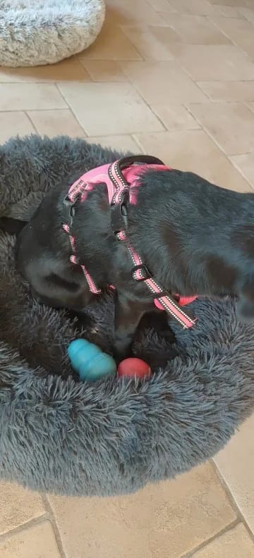 Customer photo review of TruePet Anti-Zug Hundegeschirr | No-Pull mit Front-D-Ring (Zinklegierung) | Air-Mesh Gepolstert | Reflektierend | 9 Farben | S-XL