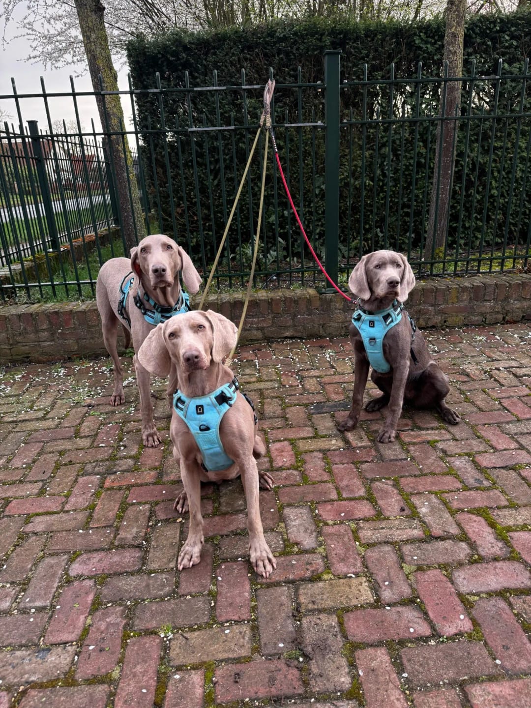 Customer photo review of TruePet Anti-Zug Hundegeschirr | No-Pull mit Front-D-Ring (Zinklegierung) | Air-Mesh Gepolstert | Reflektierend | 9 Farben | S-XL
