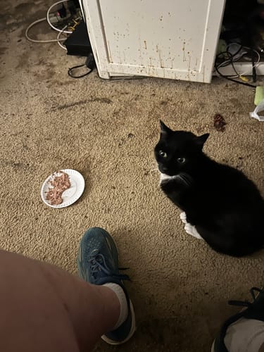 Customer photo review of 3x Blisso Advanced Cat Probiotic