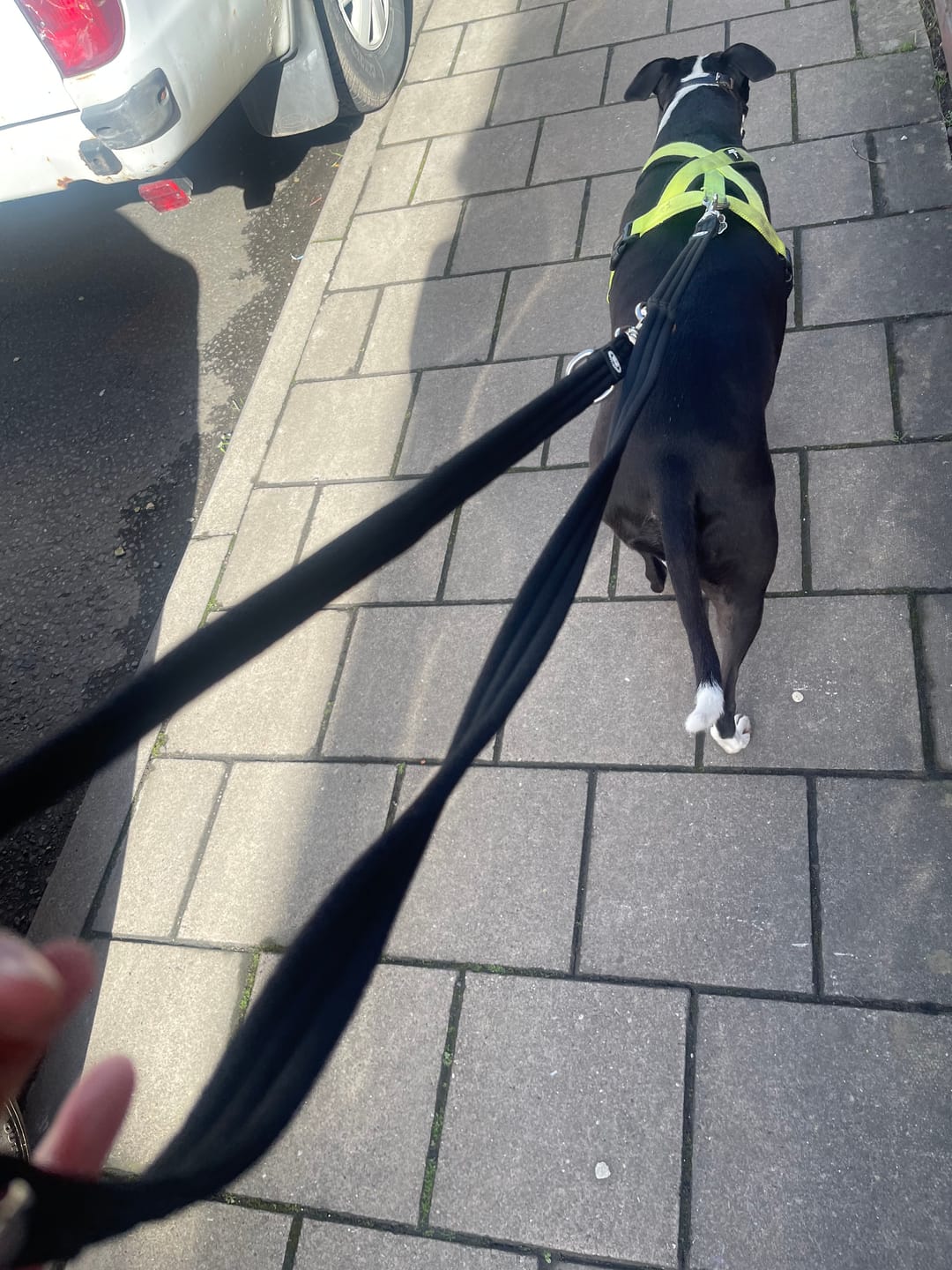 Customer photo review of Training Double Ended Dog Lead | 2m Length -  Black