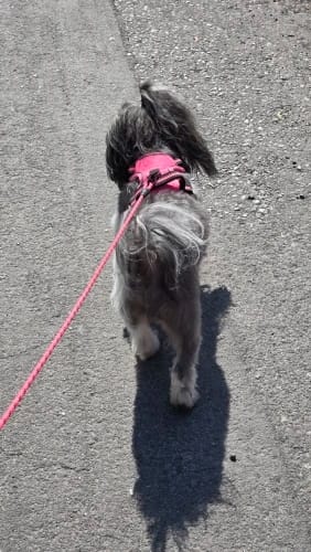 Customer photo review of TruePet Anti-Zug Hundegeschirr | No-Pull mit Front-D-Ring (Zinklegierung) | Air-Mesh Gepolstert | Reflektierend | 9 Farben | S-XL