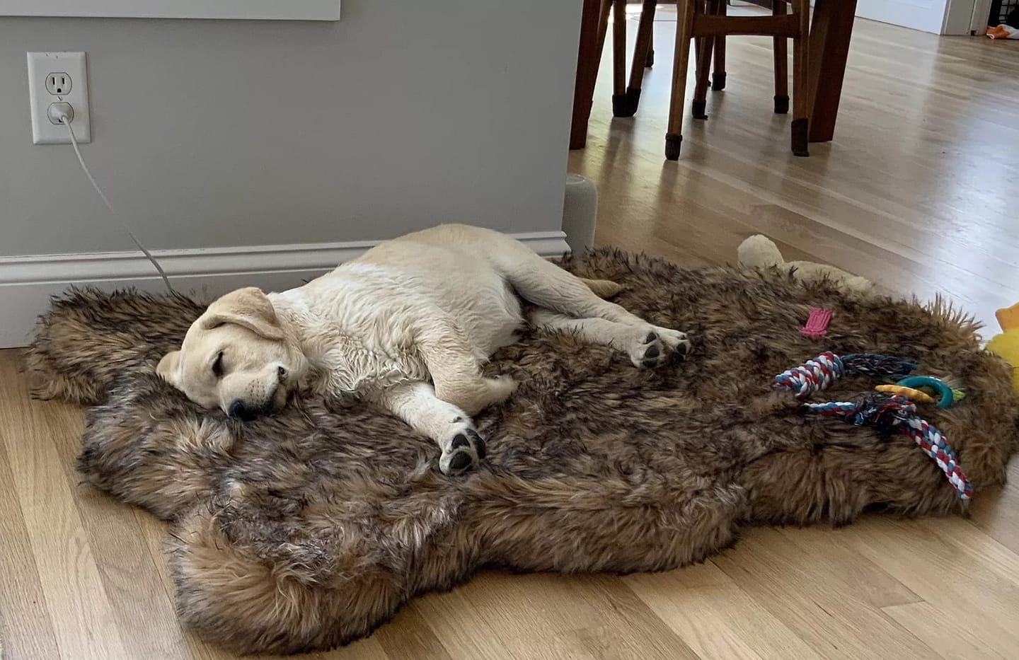 Customer photo review of Faux Fur Orthopedic PupRug - Curve Sable Tan