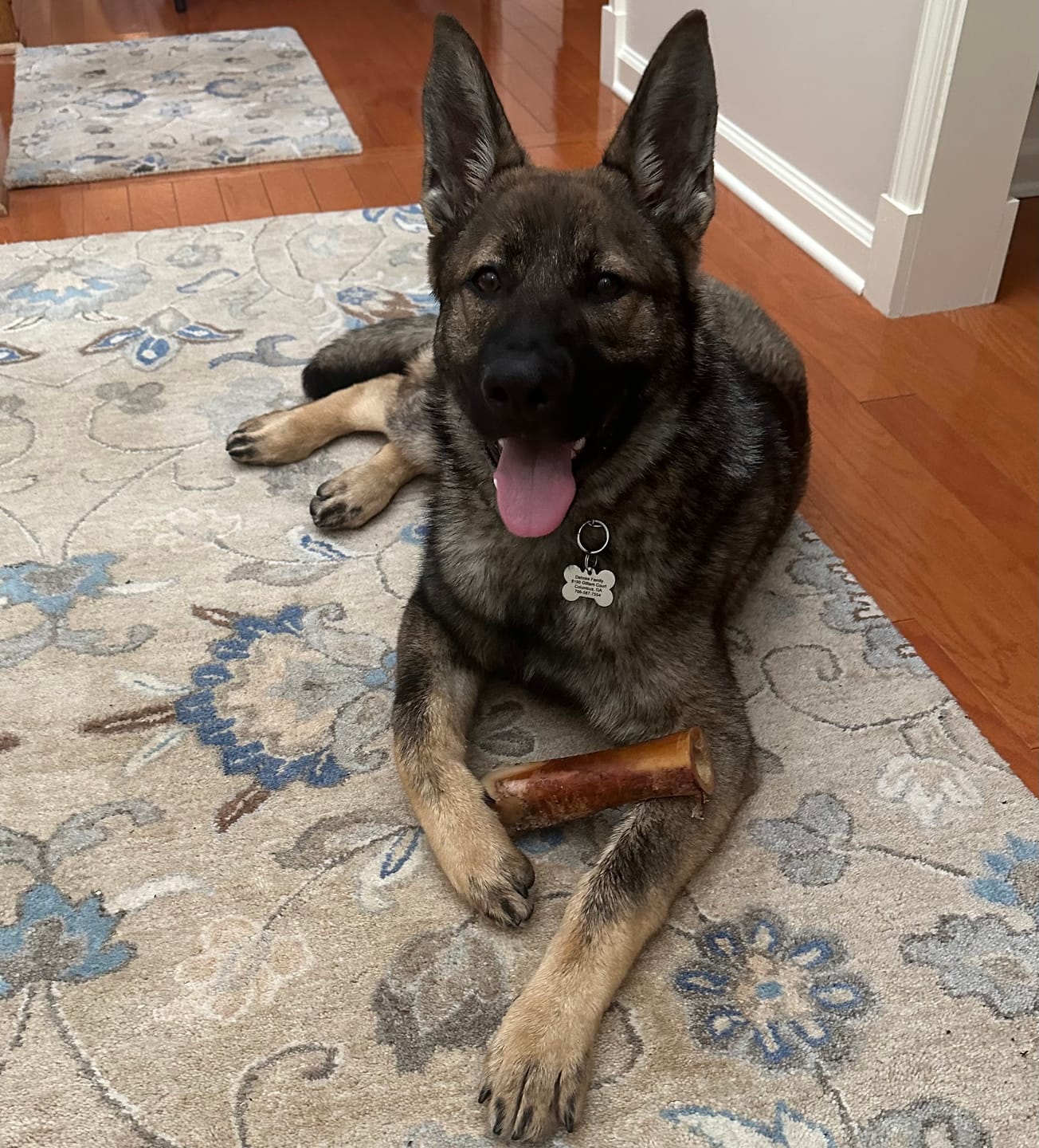 Customer photo review of Large Dog Black Friday Bundle (Your 12oz Jerky+2 Large Bones+12" Hick. Bully)
