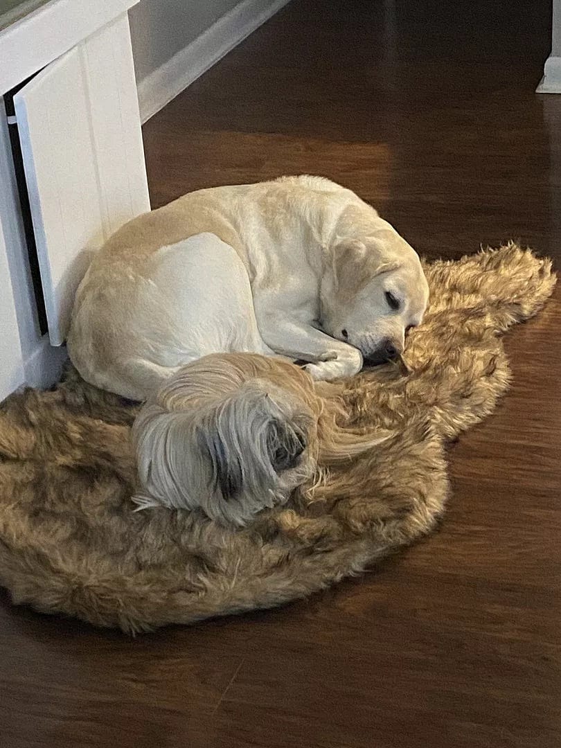Customer photo review of Faux Fur Orthopedic PupRug - Curve Sable Tan