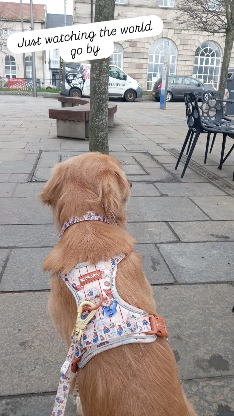Customer photo review of Paddington™ Tough Trails™ Harness - Peckish Paddington