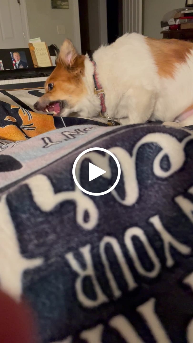 Customer video review of Beef Gullet Jerky Sticks 6"