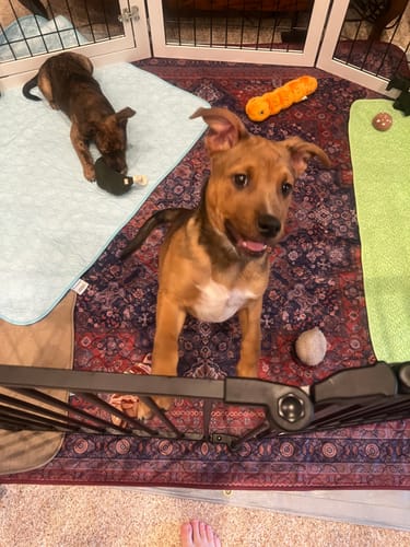 Reviewer's puppy rests on the light blue Potty Buddy pad inside a playpen with another puppy nearby.