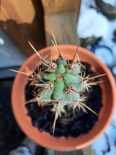 Customer photo review of Trichocereus Peruvianus | Peruvian Torch Cactus
