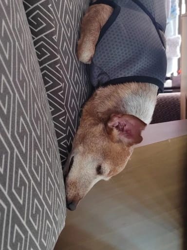 Customer photo review of TruePet Beruhigungsweste für Hunde | Anti-Angst Kompression bei Gewitter, Feuerwerk & Reisen | Atmungsaktiv | 7 Größen XS-XXXL (4-40 kg)