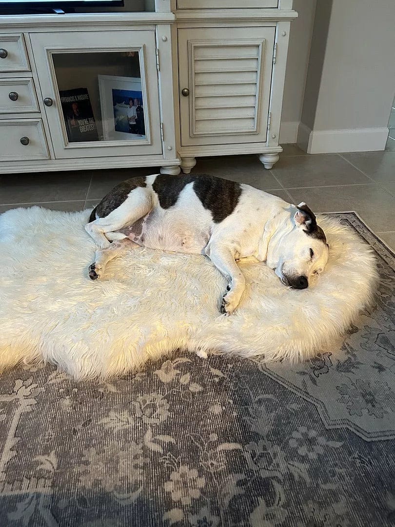 Customer photo review of Faux Fur Orthopedic PupRug - Curve Sable Tan
