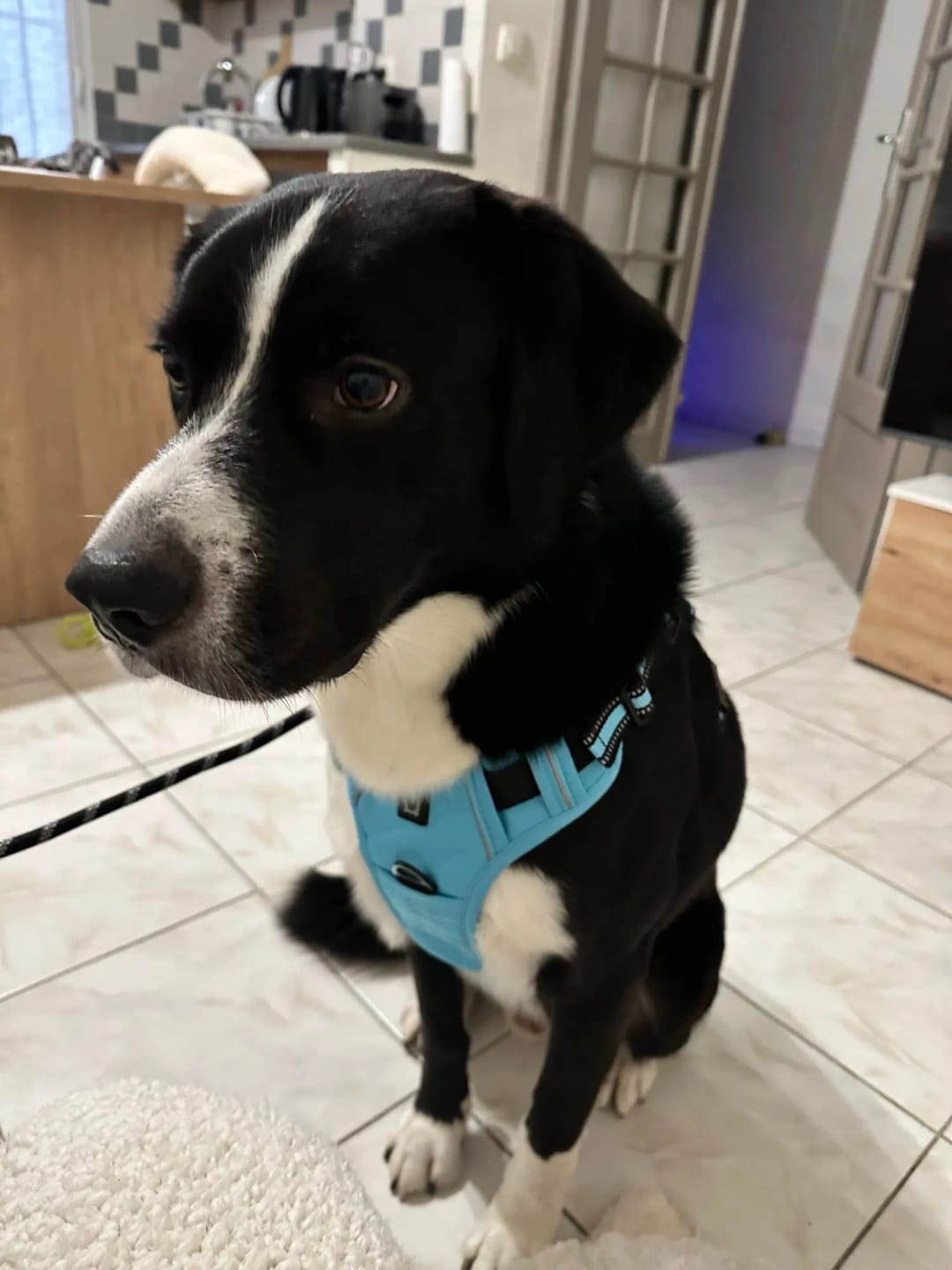Customer photo review of TruePet Anti-Zug Hundegeschirr | No-Pull mit Front-D-Ring (Zinklegierung) | Air-Mesh Gepolstert | Reflektierend | 9 Farben | S-XL