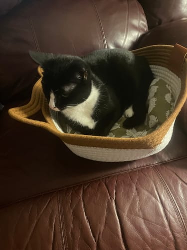 Customer photo review of Instinct Basket | Meet the first research-backed natural territory for indoor cats
