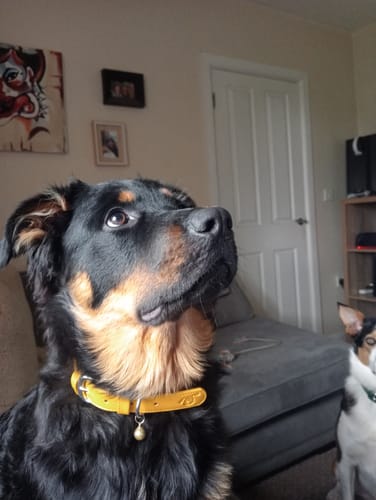 Customer photo review of Custom Name Personalisation - Collars