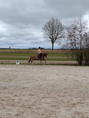 Eine Kundin reitet in den schwarzen Reitleggings Iconic auf einem Außenreitplatz unter bewölktem Himmel.
