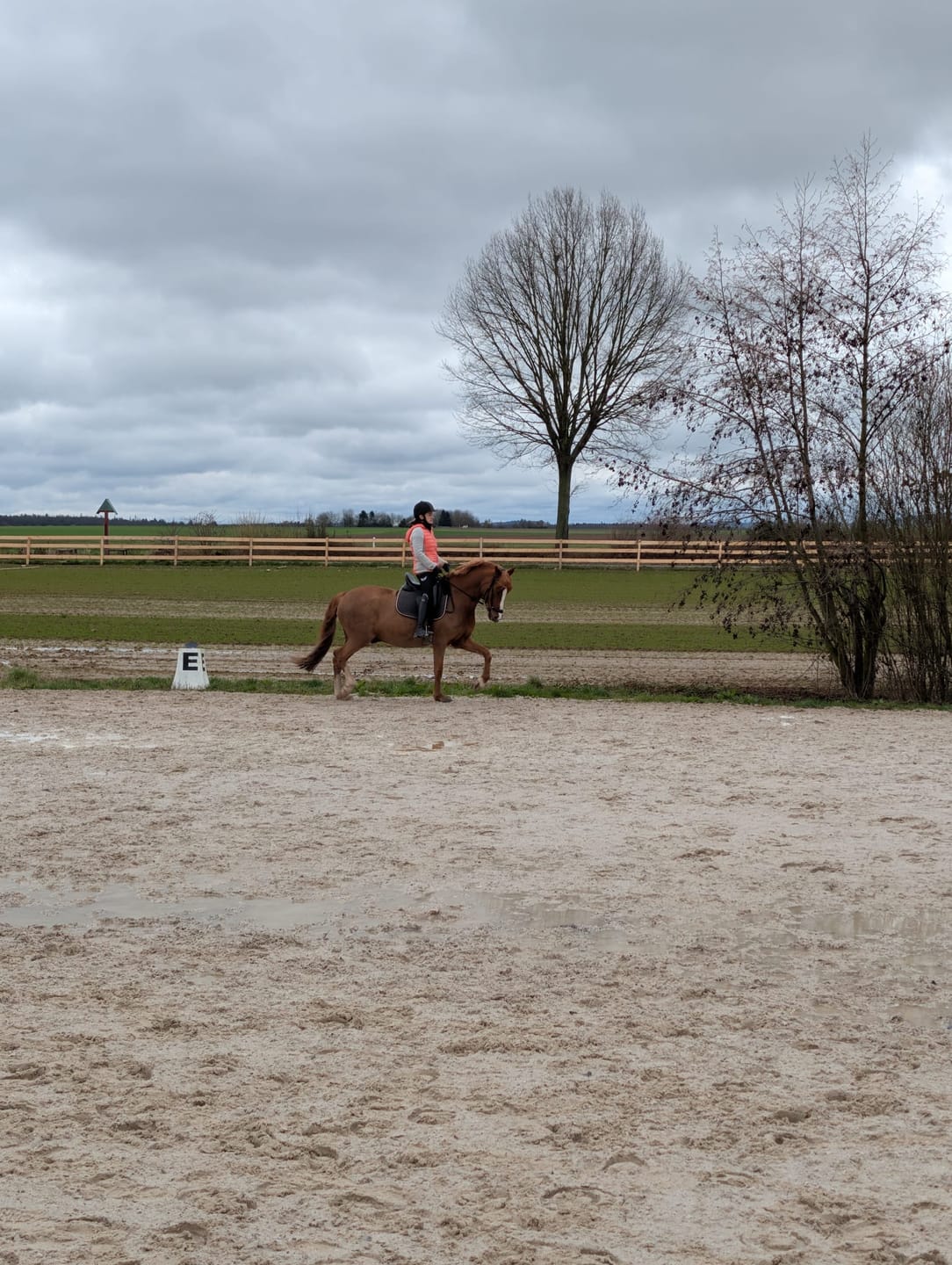 Customer photo review of Reitleggings Iconic - S und M vorrätig