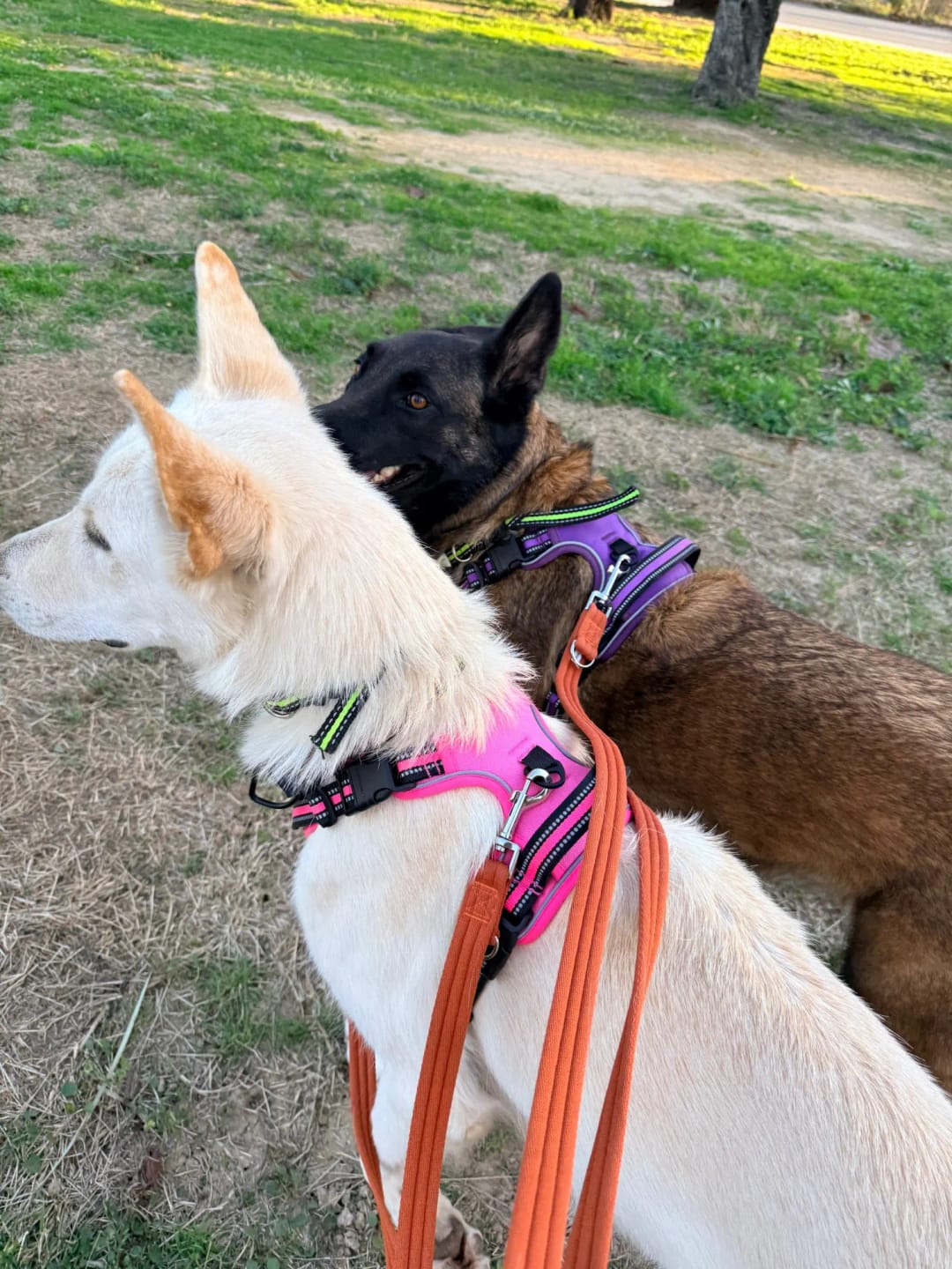 Customer photo review of TruePet Anti-Zug Hundegeschirr | No-Pull mit Front-D-Ring (Zinklegierung) | Air-Mesh Gepolstert | Reflektierend | 9 Farben | S-XL