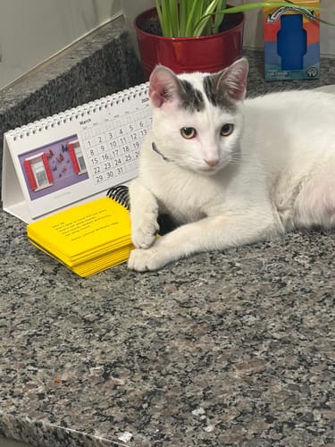 Customer photo review of PUR VYB - 2G THCa Live Resin - Gorilla Glue (Indica)