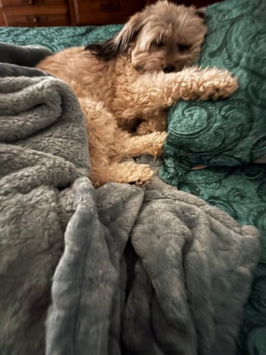 Customer photo review of Fresh Breath, Strong Gums, and Clean Teeth with the DE-01™ Dental Dogbiotic