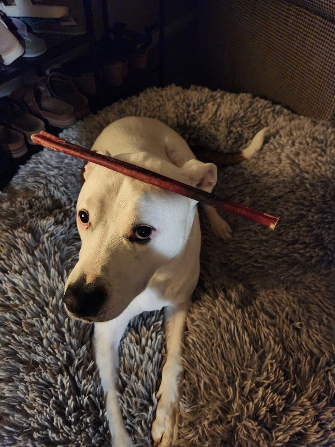 Customer photo review of Regular Bully Sticks