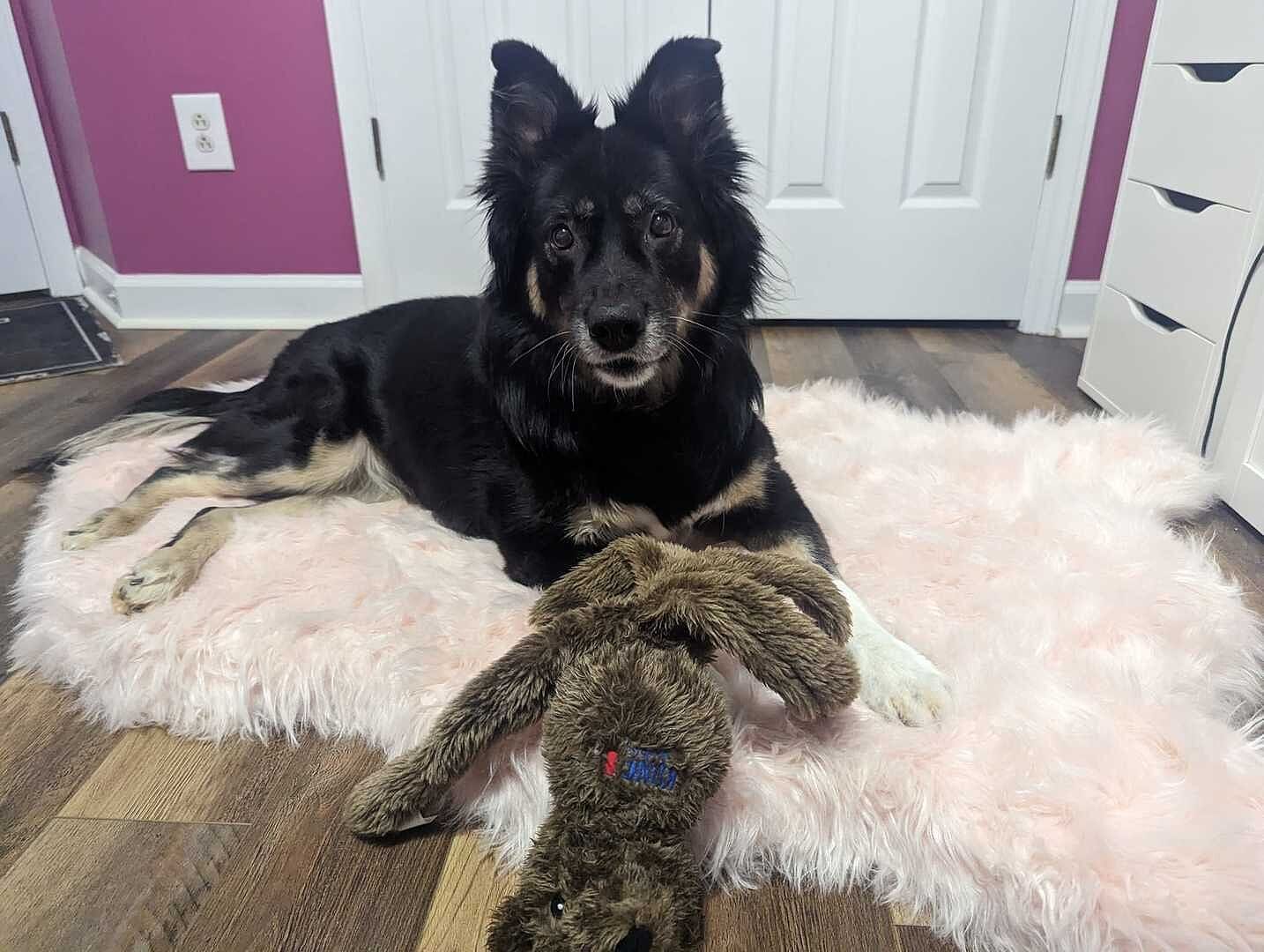 Customer photo review of Faux Fur Orthopedic Pup Rug - Curve White with Brown Accents