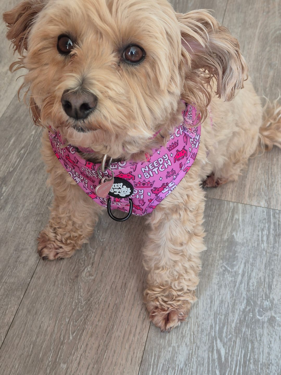 Customer photo review of Needy bi**h harness