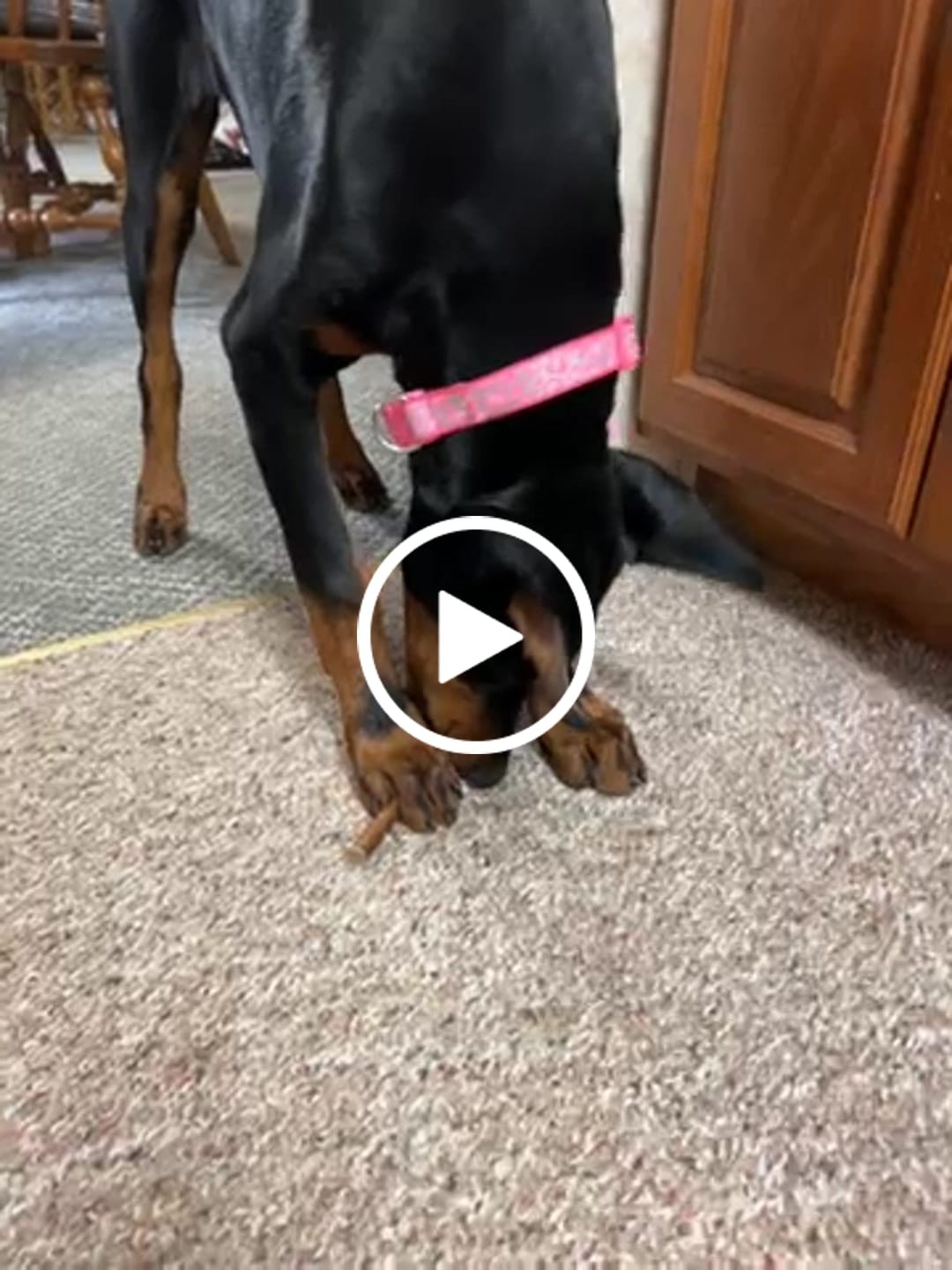 Customer video review of Hickory Smoked Bully Sticks