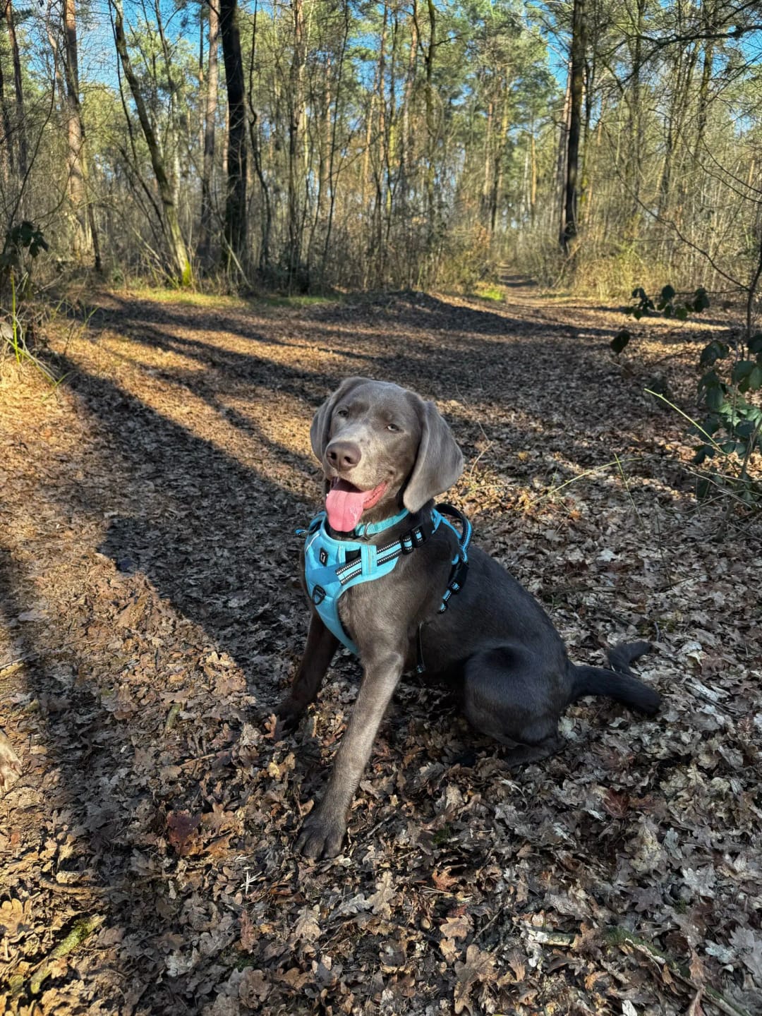 Customer photo review of TruePet Anti-Zug Hundegeschirr | No-Pull mit Front-D-Ring (Zinklegierung) | Air-Mesh Gepolstert | Reflektierend | 9 Farben | S-XL
